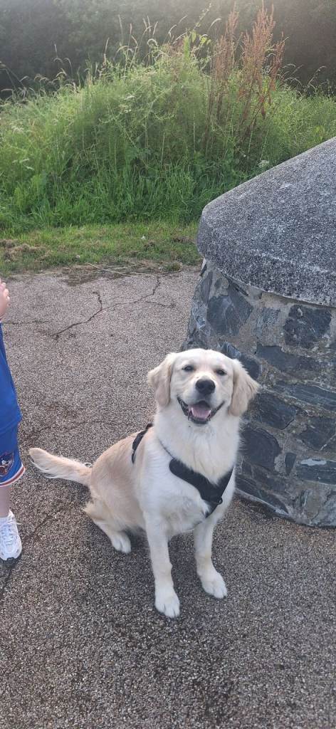 Golden retriever 