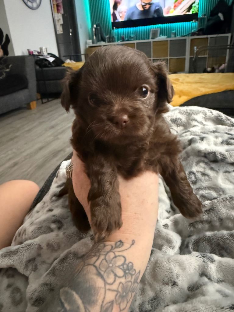 Chihuahua girls for sale 