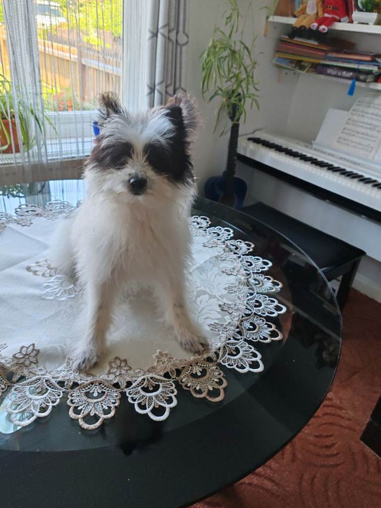 Spitz puppy