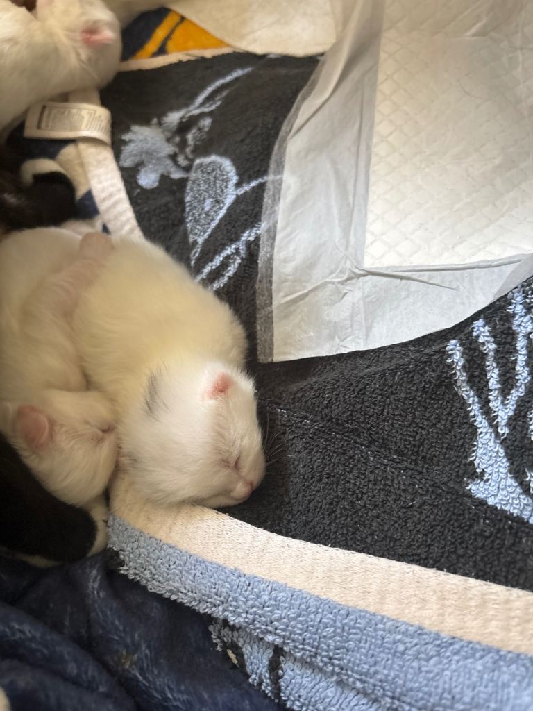 Turkish angora