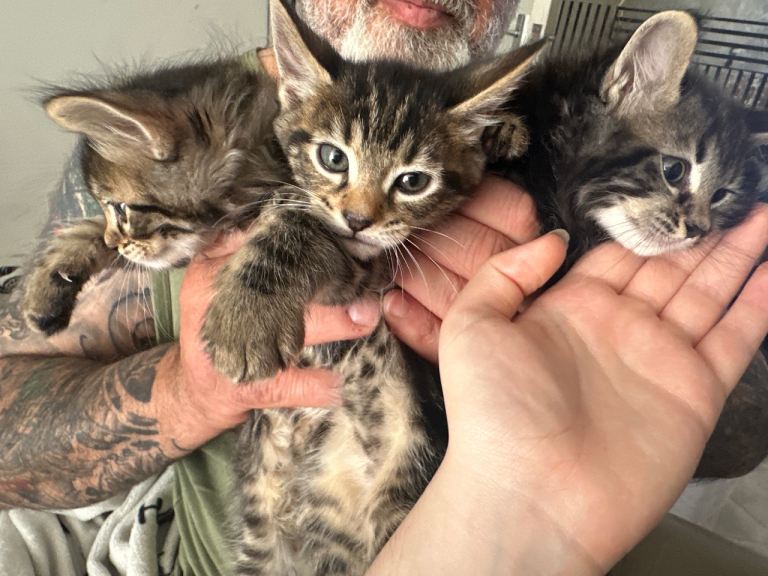3kittens for sale