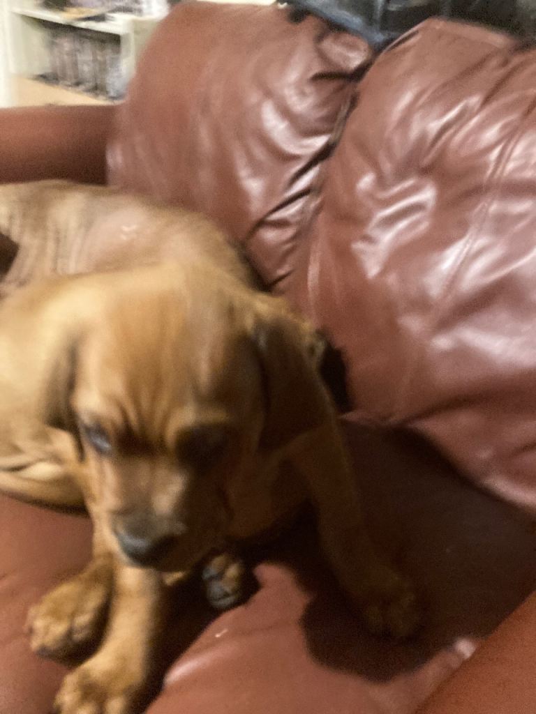 Rottweiler cross dogue de Bordeaux 