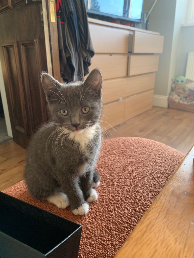 Kitten for sale