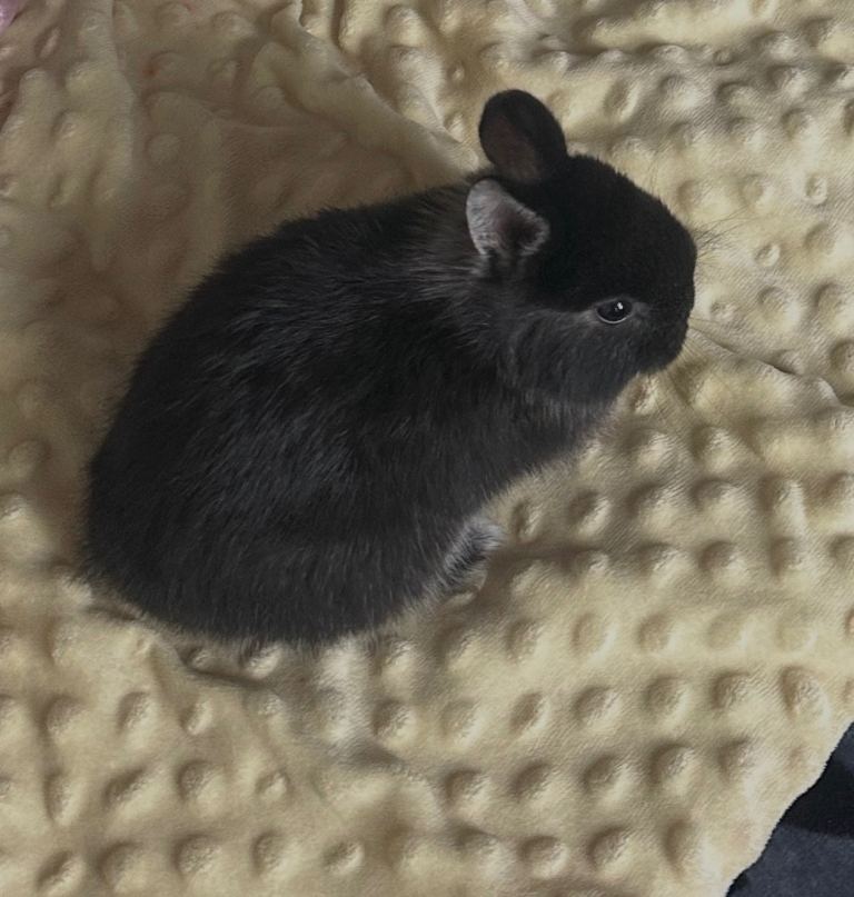 Hi I’m selling beautiful lion -headed 