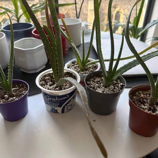 Aloe Vera Plants – Healthy & Well Rooted