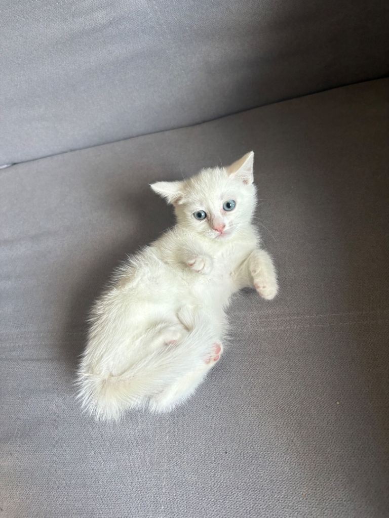 X2 Turkish Angora Kittens READY!
