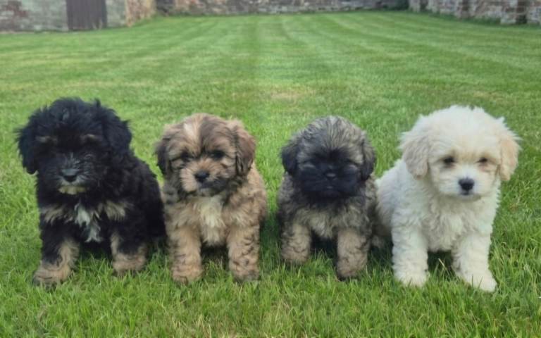 Stunning Peekapoo puppies.