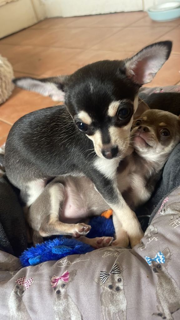 Chihuahua puppy Girl 