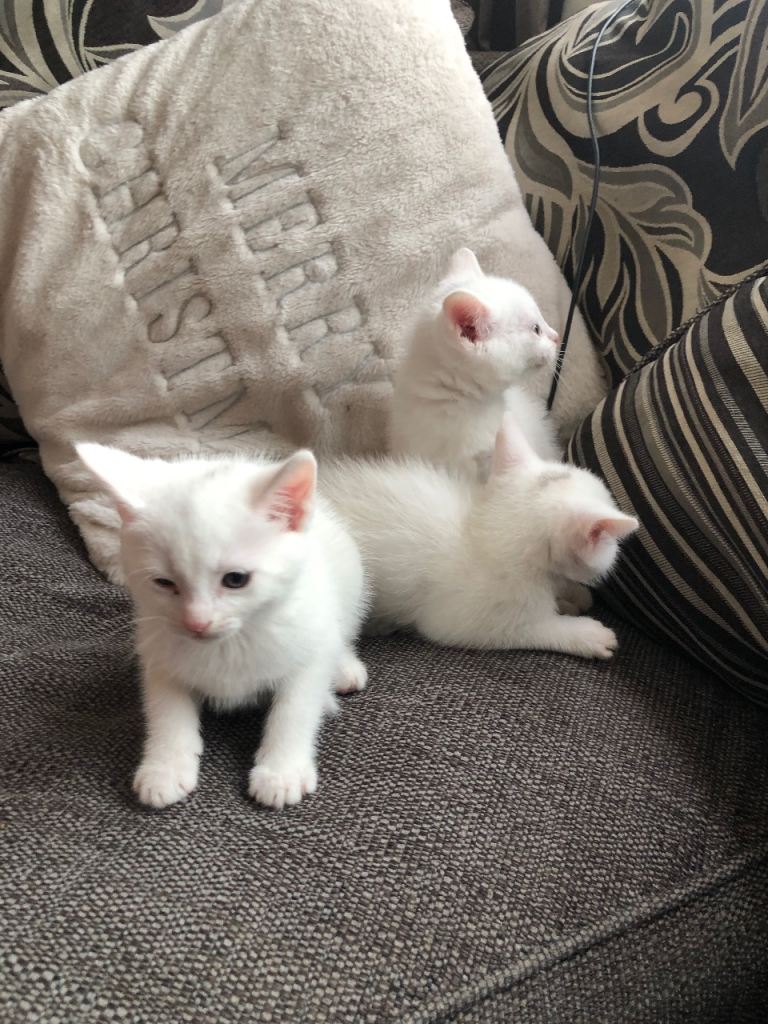 3 beautiful white kittens & 1 beautiful ginger kitten 