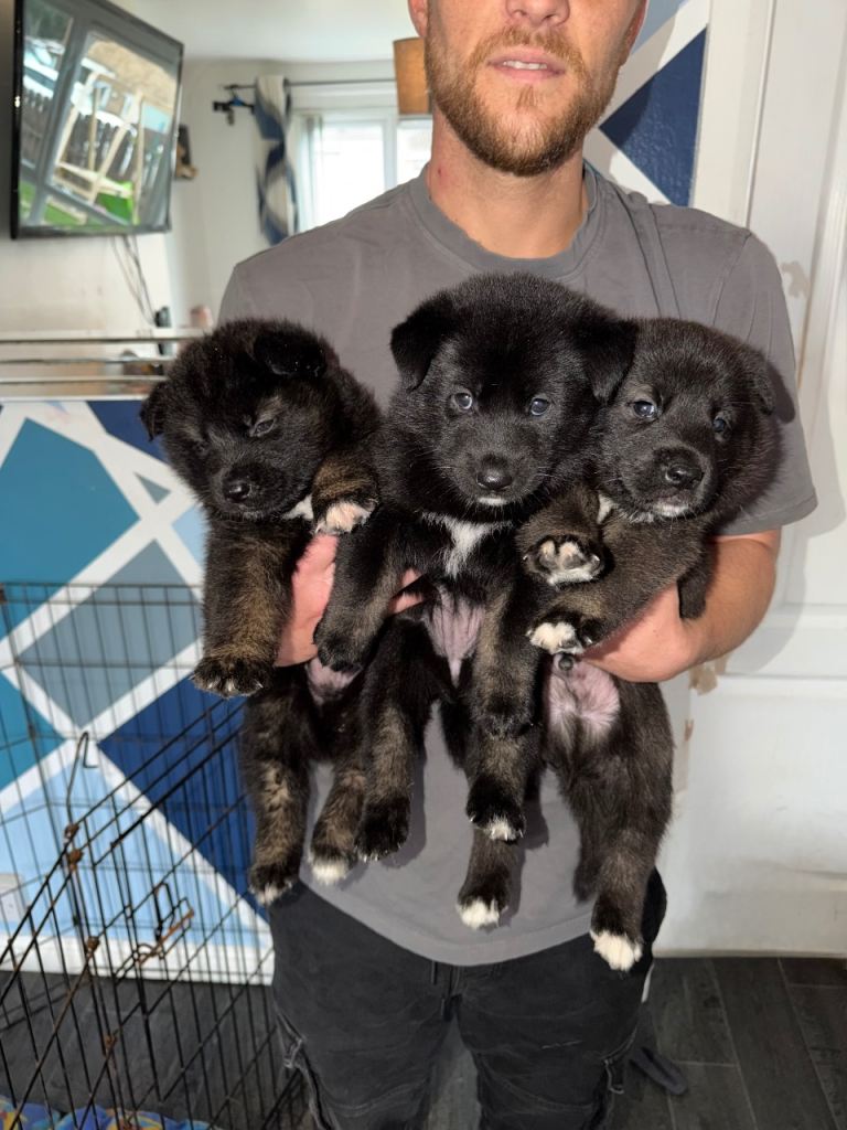American Akita x German Shepard pups