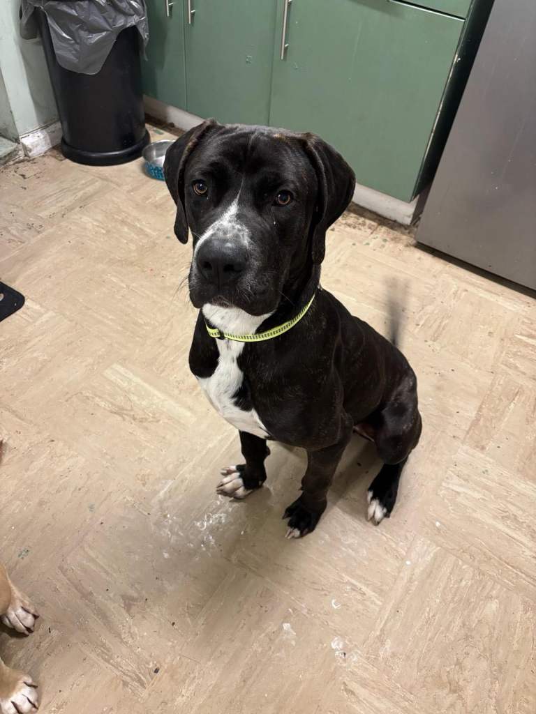 10 month old presa canario