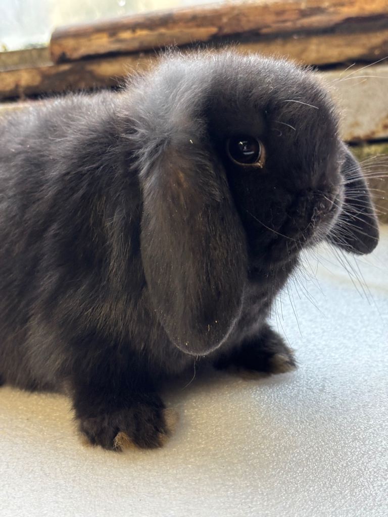 Adorable baby rabbits for sale