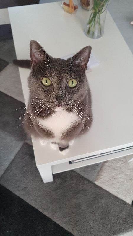 Looking for new loving home 🐈‍⬛💗