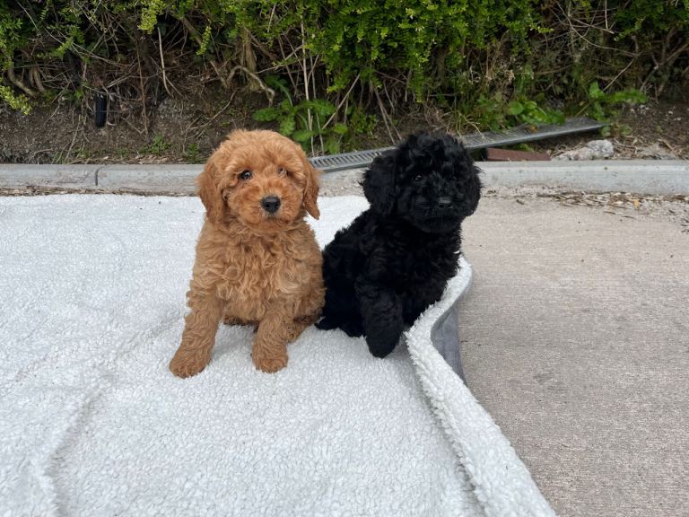 Cockapoo puppy boy