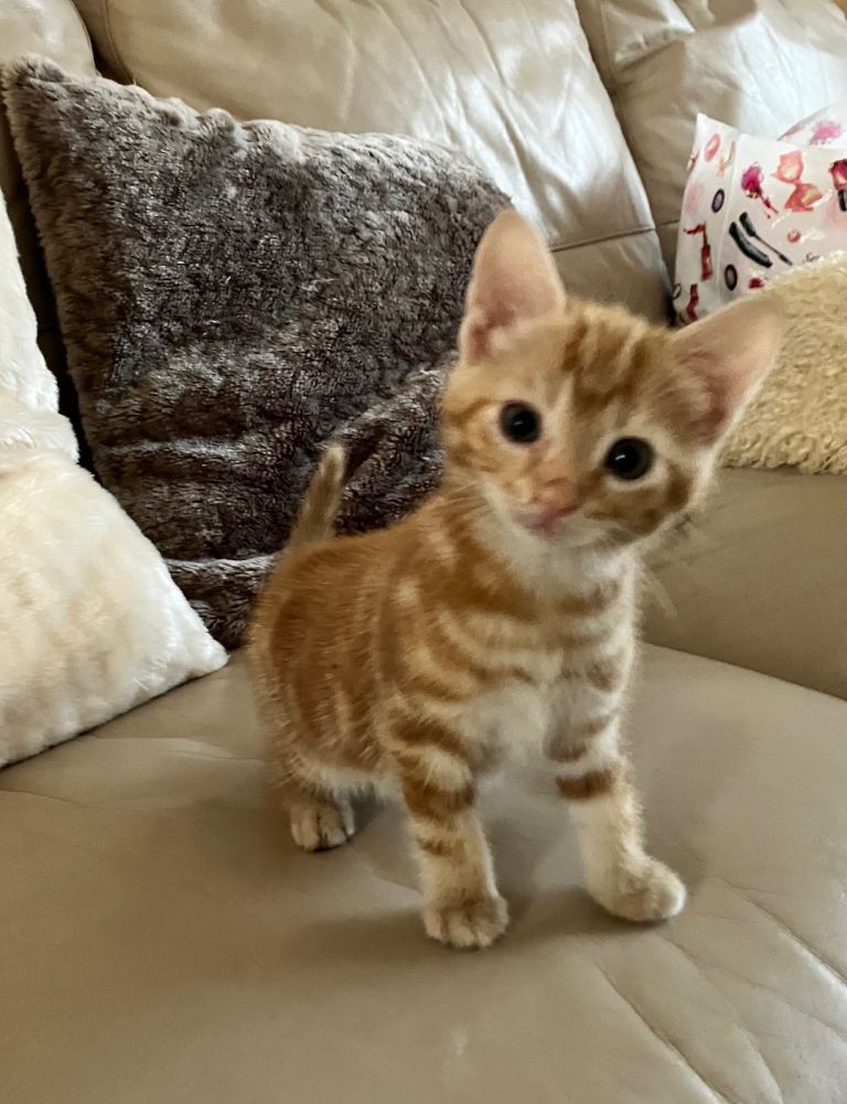 Ginger boy 1/4 bengal £200