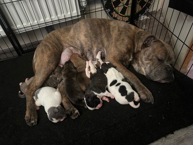 Old tyme bulldog puppies 