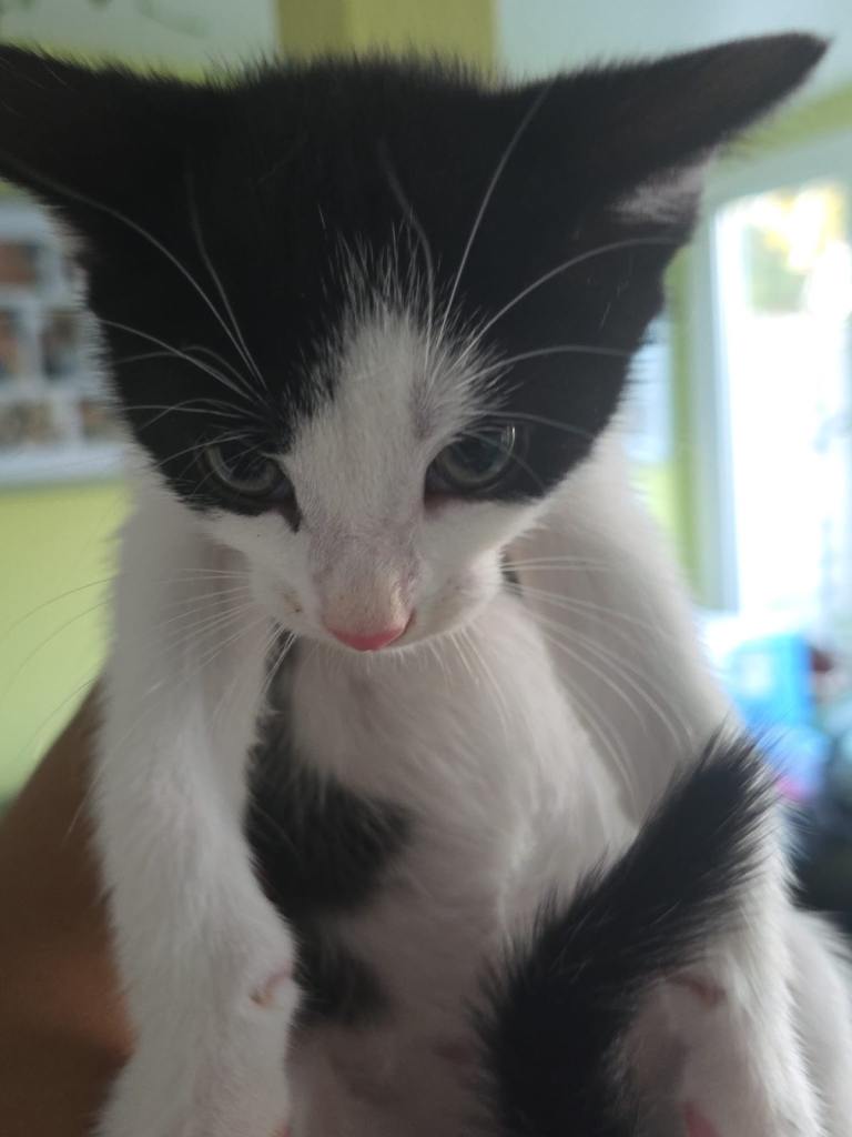 Kittens for sale