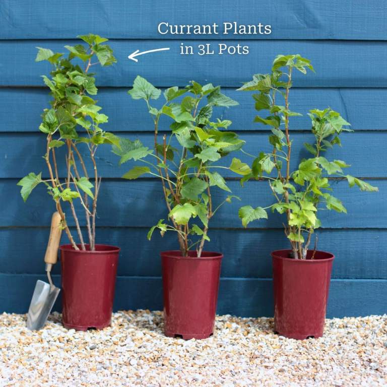 Organic Berry Plants 🪴🌿🫐🍓