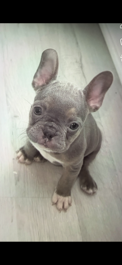 French bull puppies 