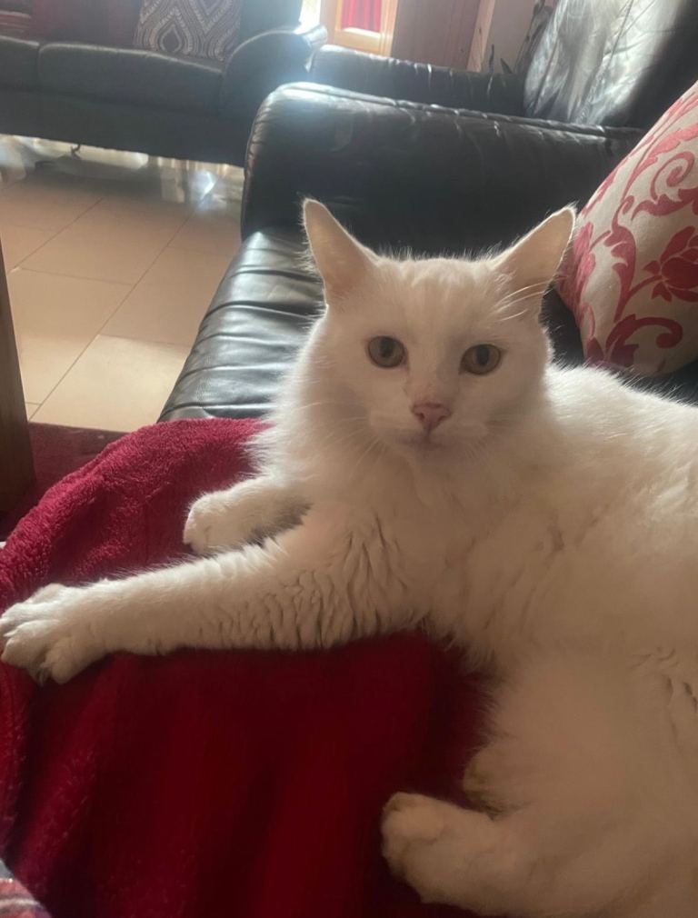 Pure white Male Cat very affectionate, Domestic Longhair