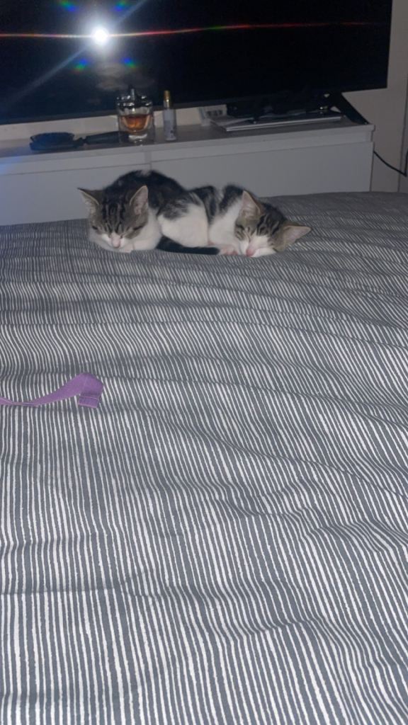 Kittens for sale 