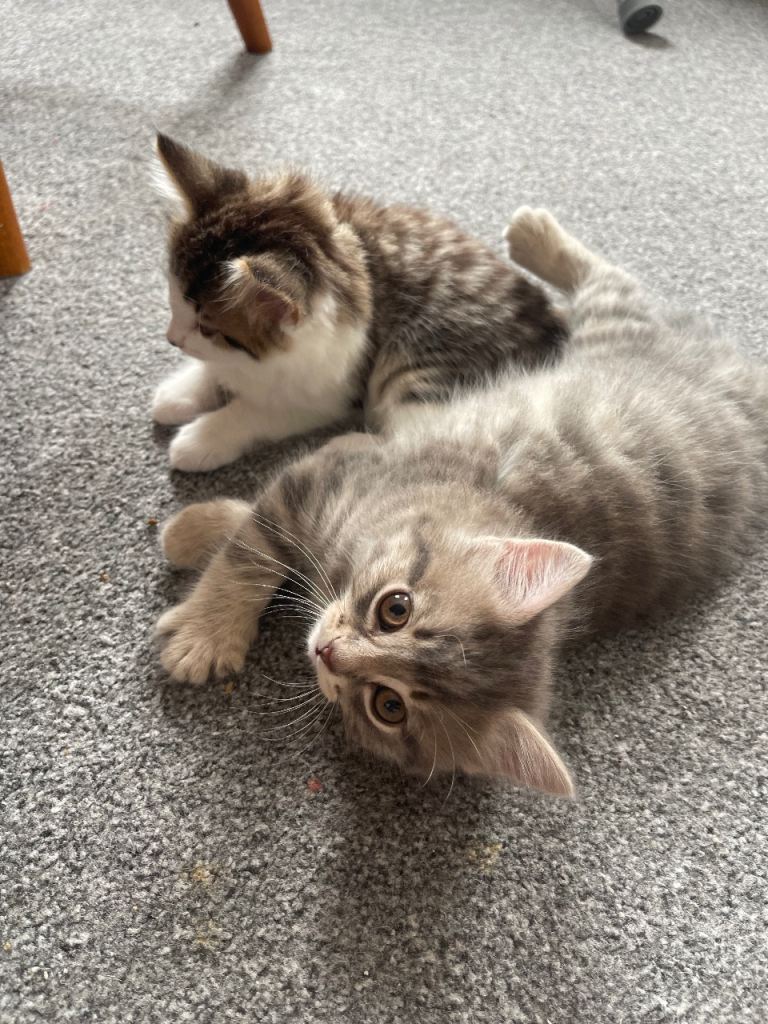 4 female kittens – born 24 January – private home litter