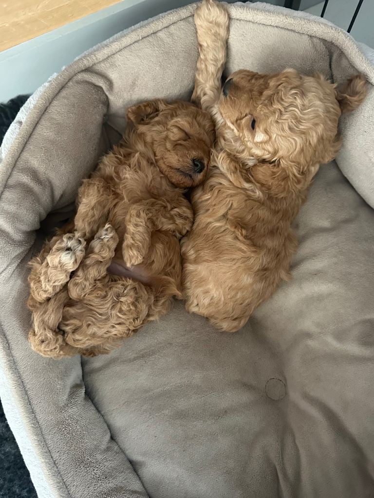 KC Toy Poodle Puppies 