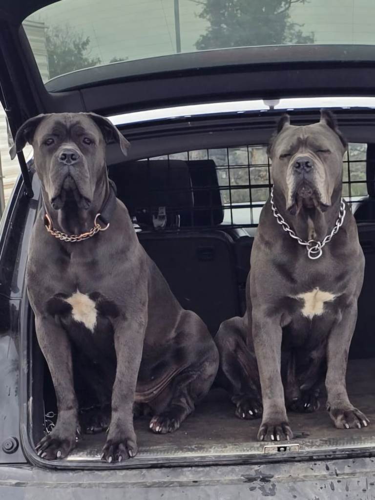 Cane Corso Puppies