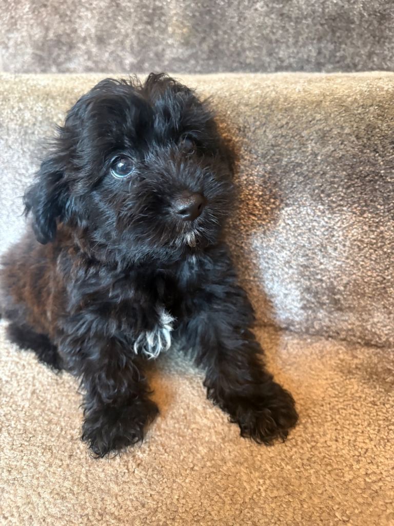 Stunning yorkiepoo puppy