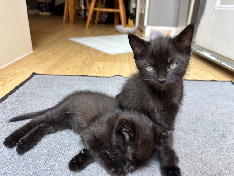 4 adorable boy kittens 