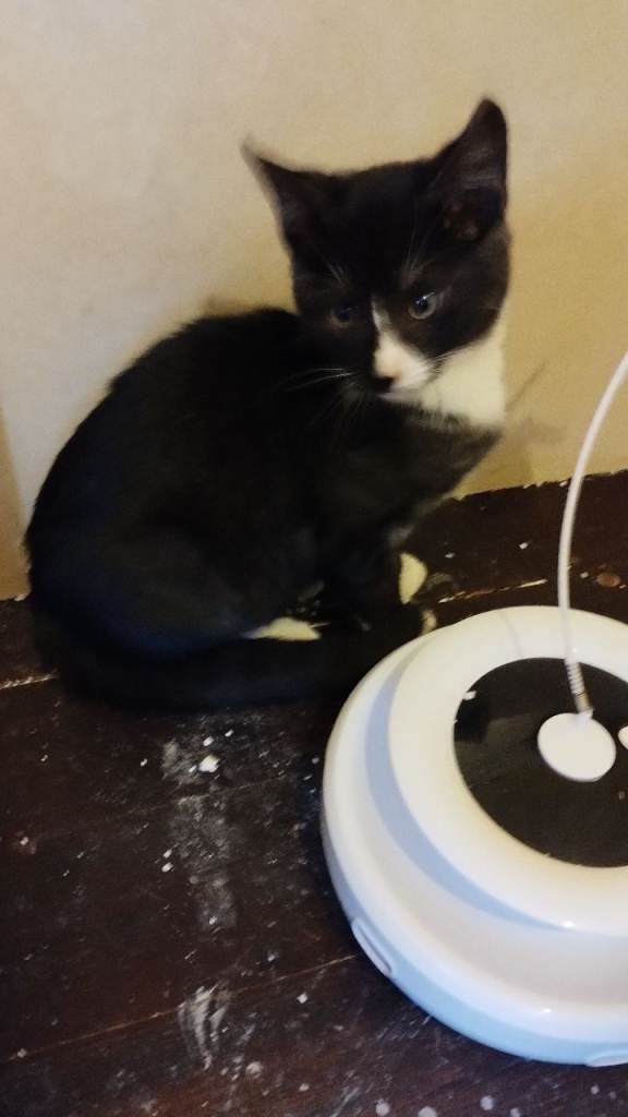 image for Kittens for sale