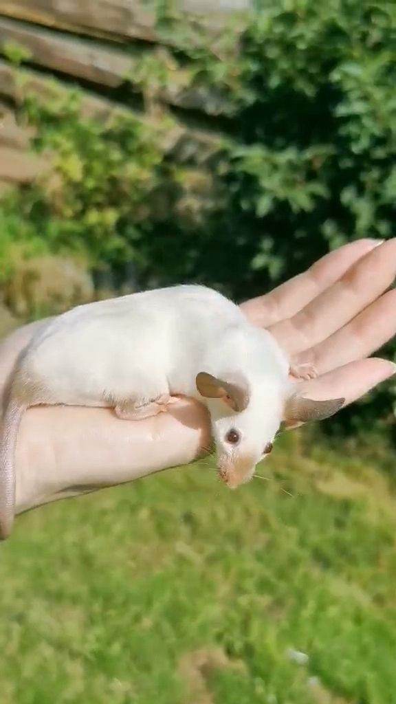 Fancy mice