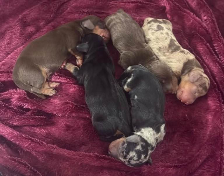 🐾 Beautiful Miniature Dachshund Puppies For Sale
