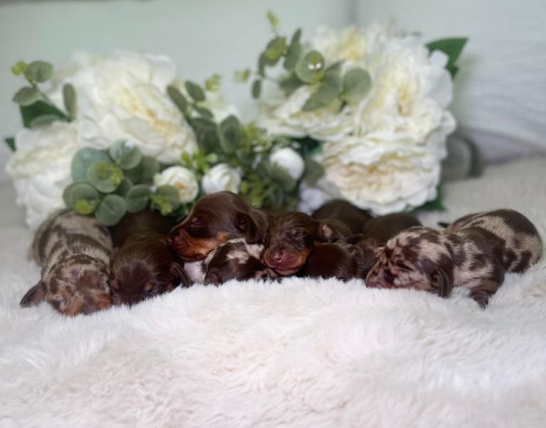 Outstanding Miniature Dachshund puppies PRA clear ready to leave now 