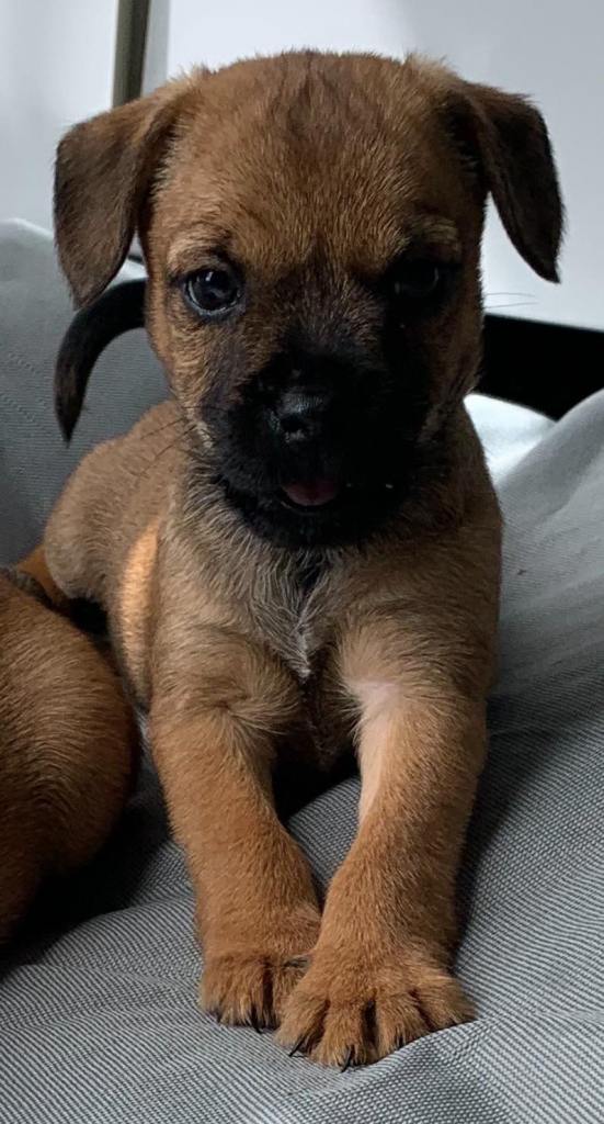 Border terrier x Patterdale terrier
