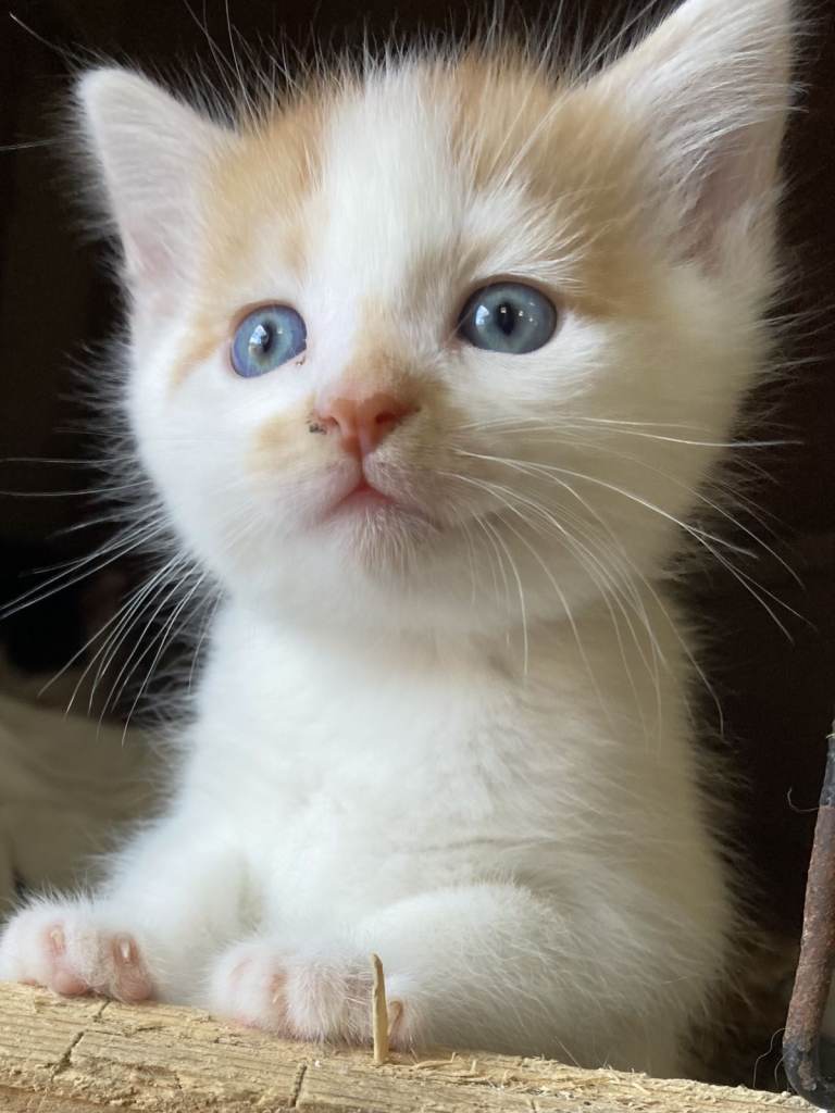 4 FLUFFY FRIENDLY KITTENS FOR SALE