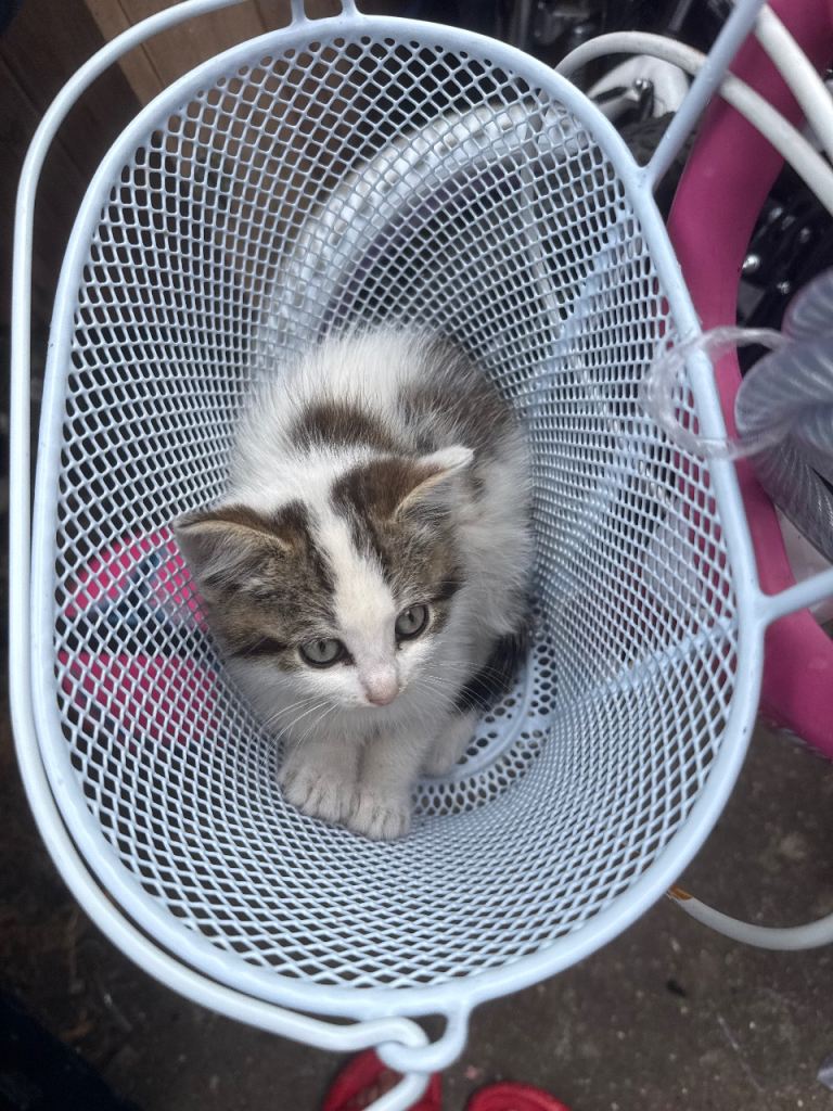 Adorable Kitten Looking for a Loving Home 