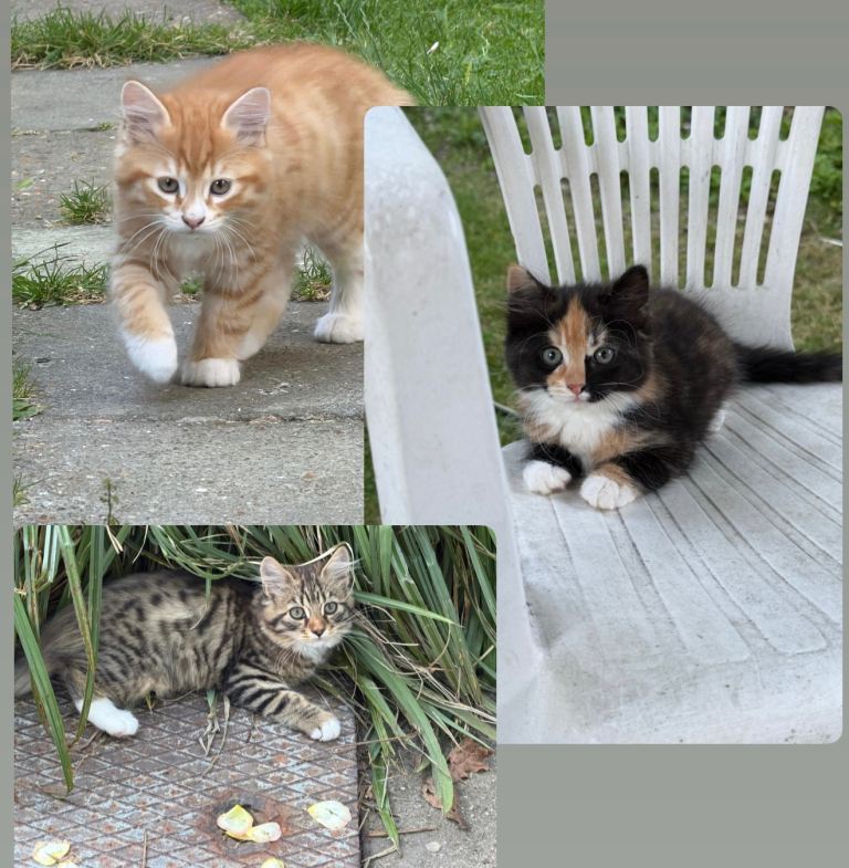 Beautiful kittens 