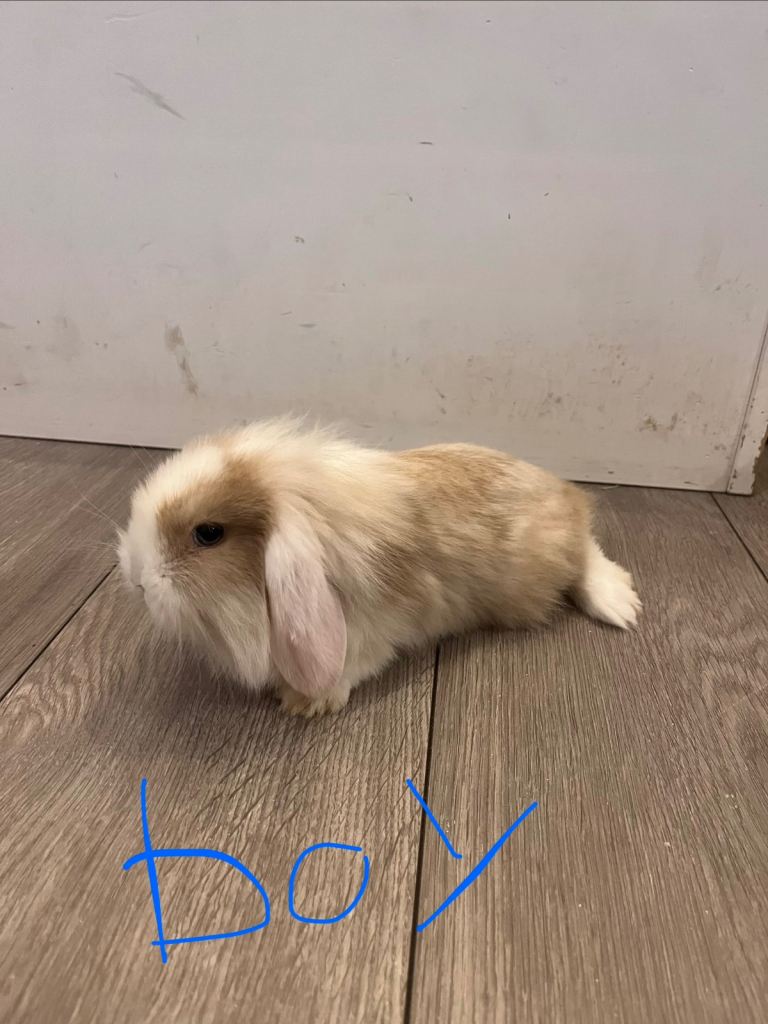 Mini Lop