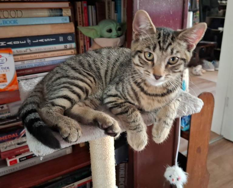 Tabby kitten