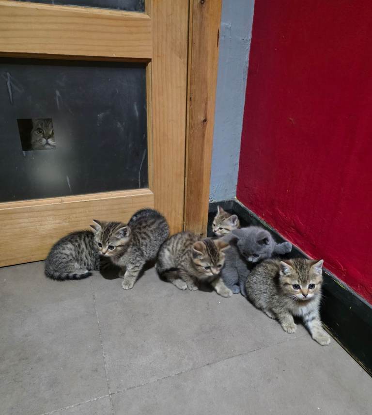6 lovely kitten  looking for forever home 