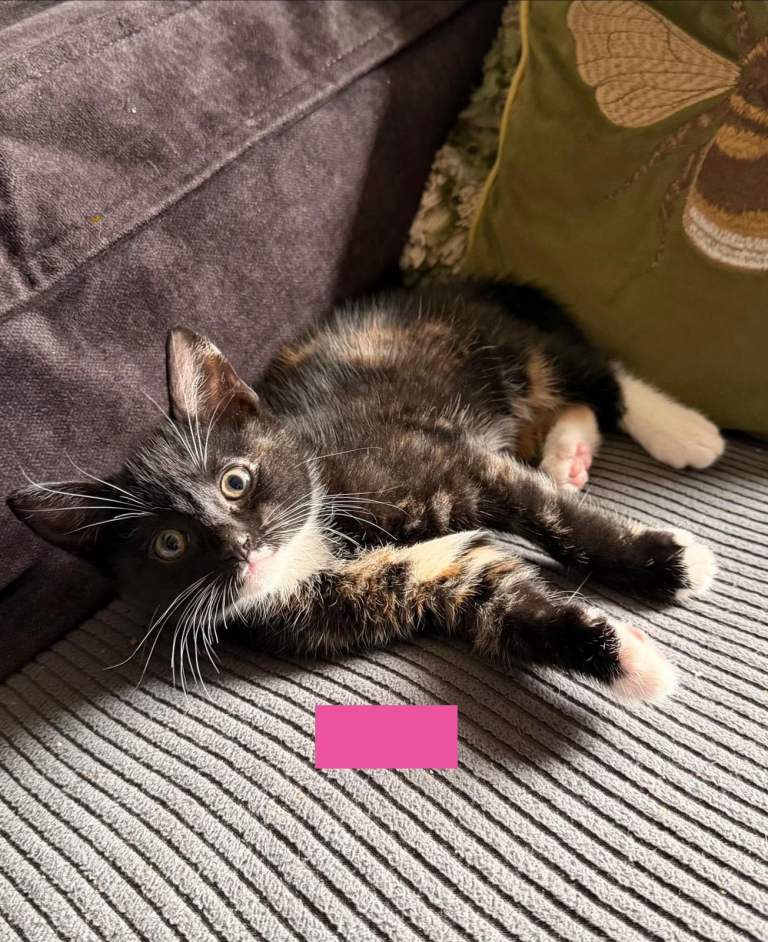 Beautiful kittens for sale pink girl blue boy