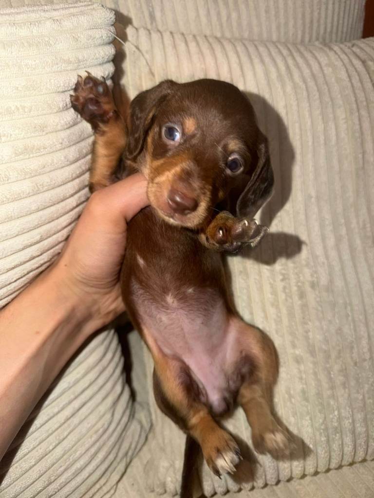 Adorable dachshund puppies for sale 