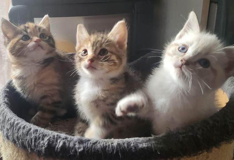 Mixed breed kittens/Ragdoll mix