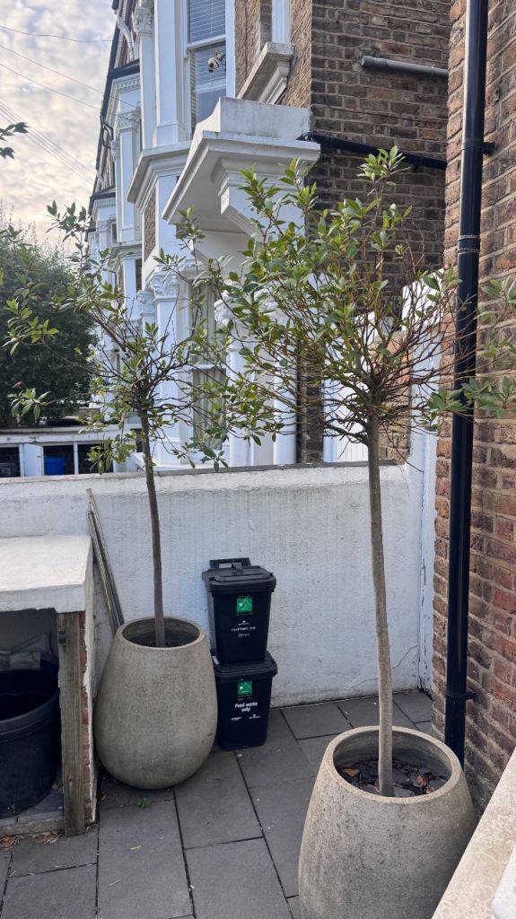  Three Mature Bay Trees in Large Grey Stone Planters