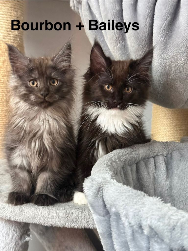 Stunning XL Maine coons kittens to sale!
