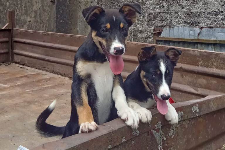 Working collie pups
