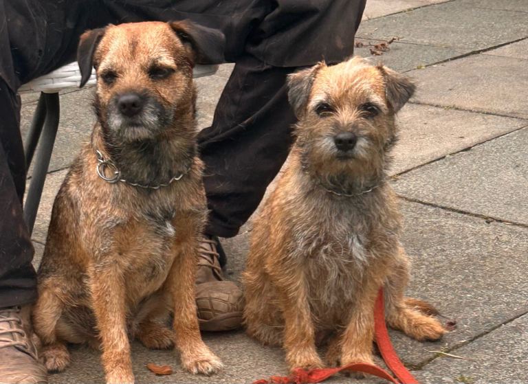 Beautiful Border terrier pups