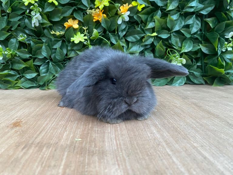 Mini lops ( Est since 2014 ) 