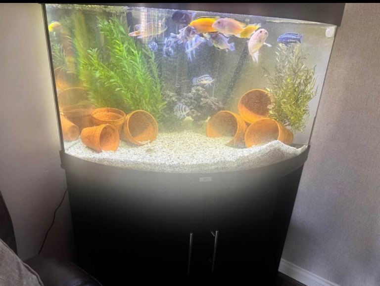Juwel Triton 190L Corner Fish Tank